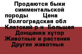 Продаются быки симментальской породы 500 › Цена ­ 110 - Волгоградская обл., Клетский р-н, Большая Донщинка хутор Животные и растения » Другие животные   